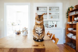seller mistakes leaving pet out - kiamie real estate